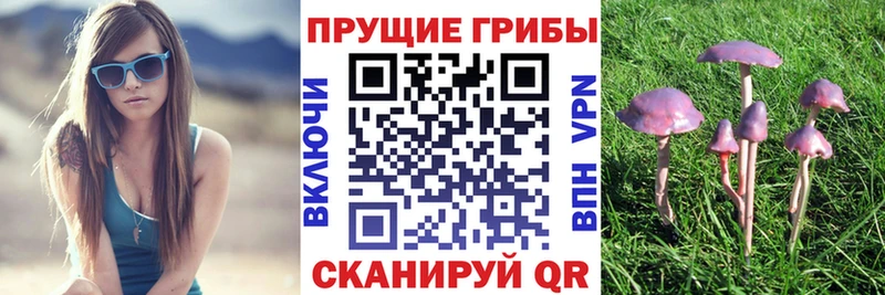 Купить  Озёры  Галлюциногенные грибы MAGIC MUSHROOMS 